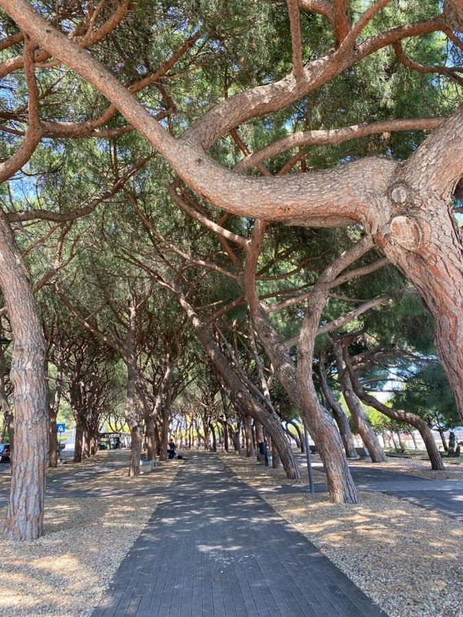 Villa Paolina Ceriale - App. 6 Posti エクステリア 写真